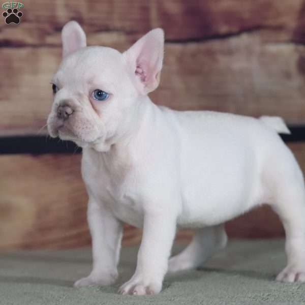 Twist, French Bulldog Puppy